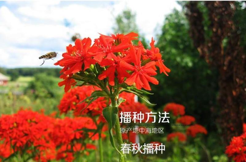 大花剪秋萝种子四季易播易活景观花卉种子花种子花籽花
