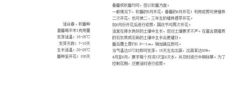 大花剪秋萝种子四季易播易活景观花卉种子花种子花籽花