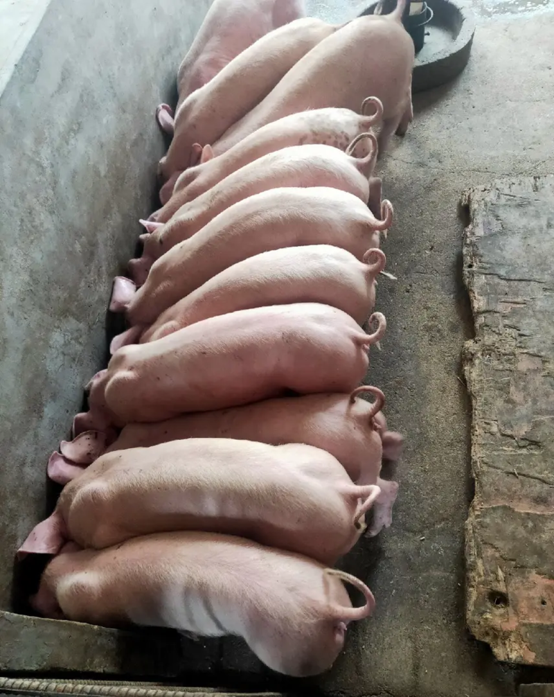【免费送到】三元仔猪优良母猪种猪品种齐全提供技术