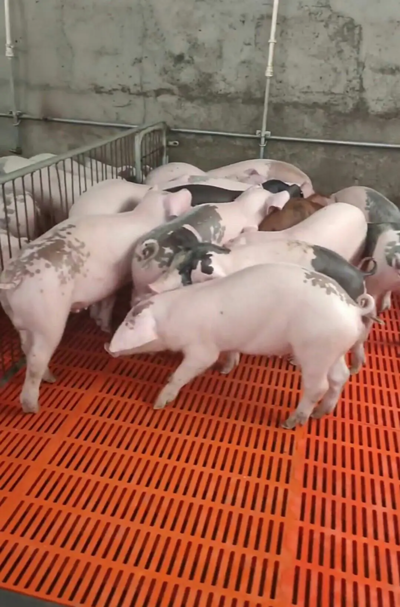 【免费送到】三元仔猪优良母猪种猪品种齐全提供技术