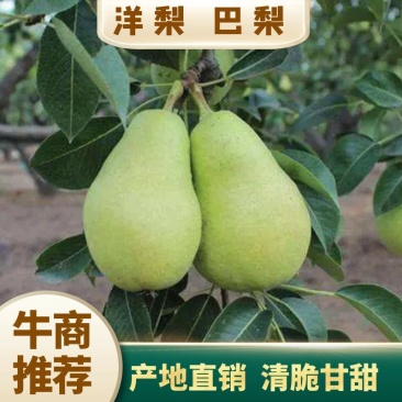 巴梨洋梨河北唐山巴梨个头大品质好货产地专业代办一手货源