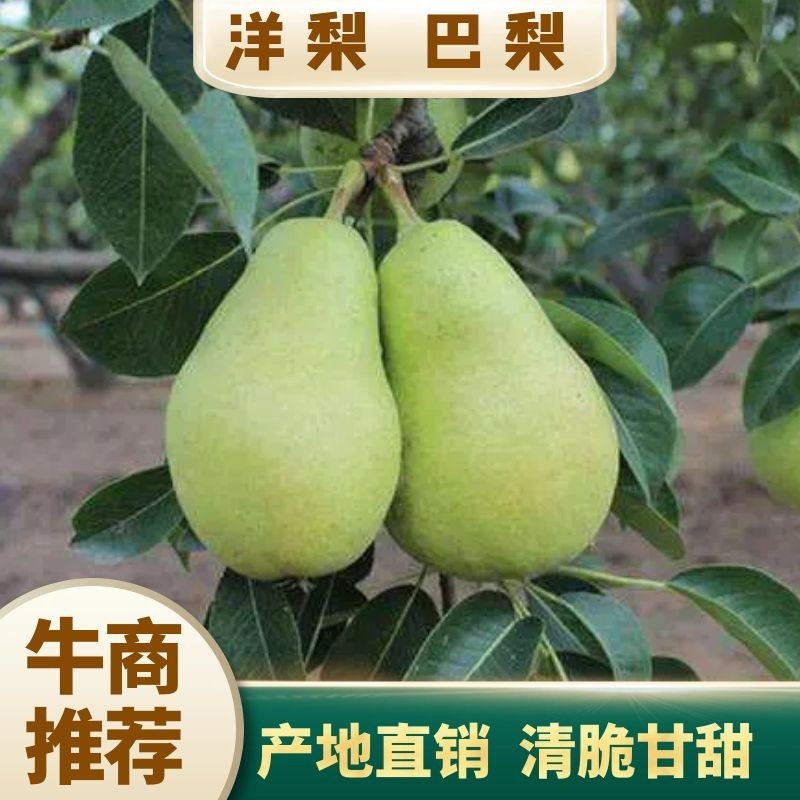 巴梨洋梨河北唐山巴梨个头大品质好货产地专业代办一手货源