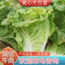 东北齐齐哈尔黄心大白菜货源充足质量好欢迎联系