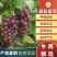晋州万亩葡萄紫藤大量上市，价格优惠，品质保障，视频看货