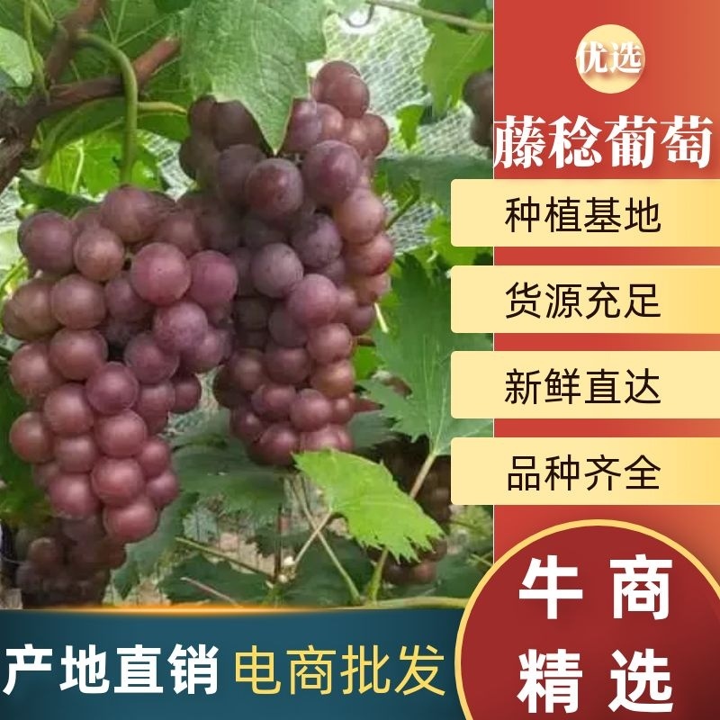 晋州万亩葡萄紫藤大量上市，价格优惠，品质保障，视频看货