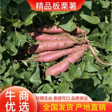 【热卖】陕西大荔板栗红薯，对接各大电商，欢迎联系！量大从