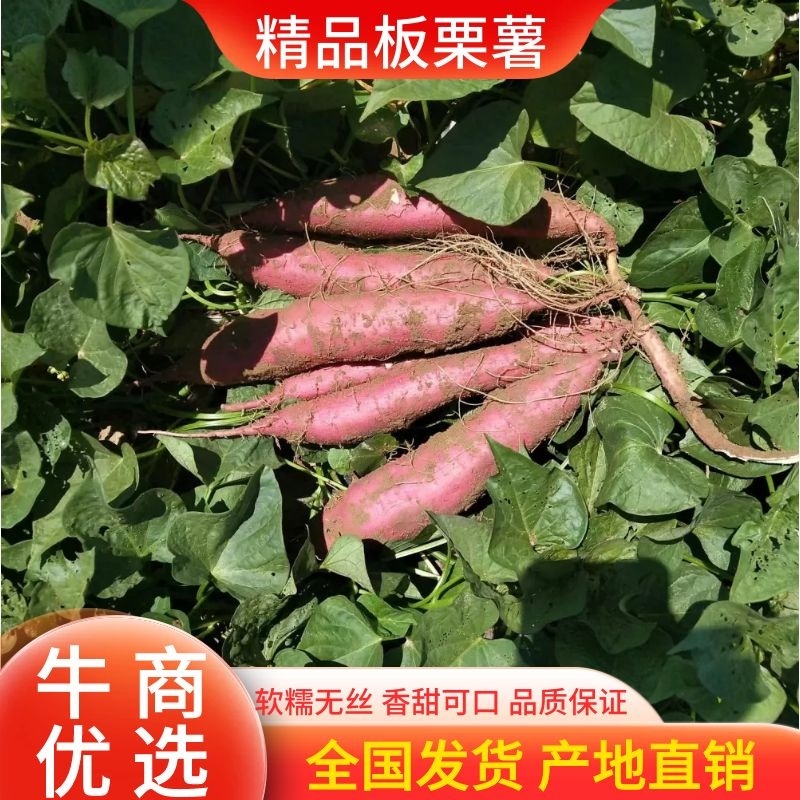 【热卖】陕西大荔板栗红薯，对接各大电商，欢迎联系！量大从