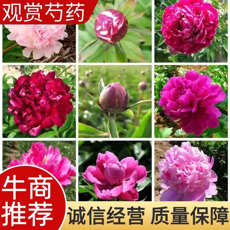 观赏芍药菏泽基地直供支持视频看货来电优惠包邮到家千层观赏