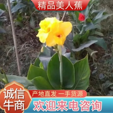 美人蕉，产地直发，质量保证全国发货，欢迎进店联系