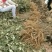 白雪塔正宗牡丹花苗盆栽地栽山东菏泽基地发货绿植庭院种植