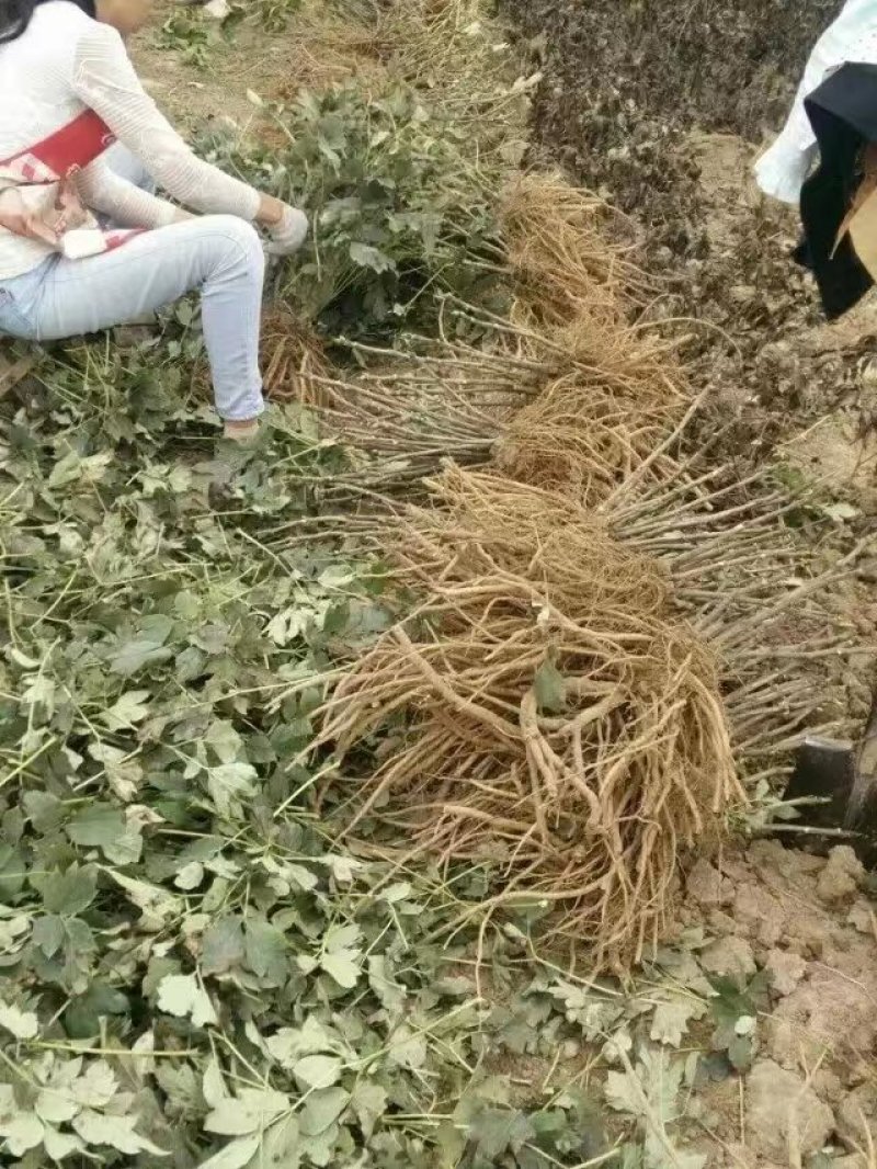 白雪塔正宗牡丹花苗盆栽地栽山东菏泽基地发货绿植庭院种植