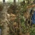 白雪塔正宗牡丹花苗盆栽地栽山东菏泽基地发货绿植庭院种植