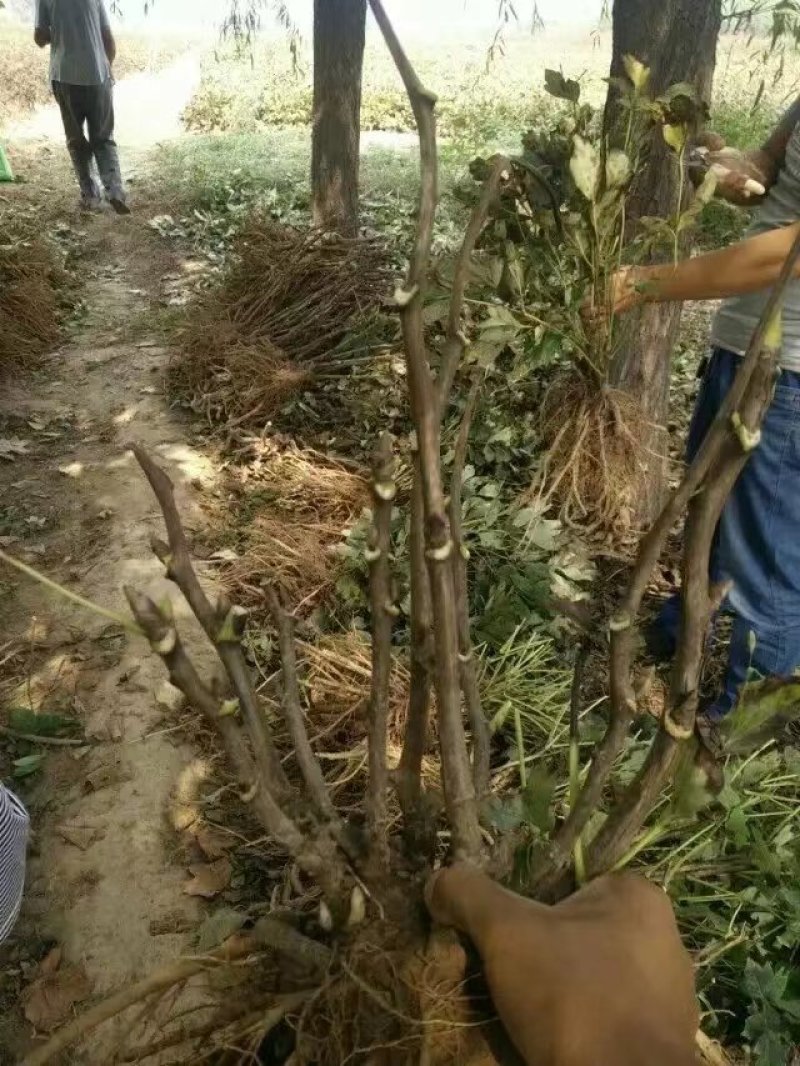 白雪塔正宗牡丹花苗盆栽地栽山东菏泽基地发货绿植庭院种植