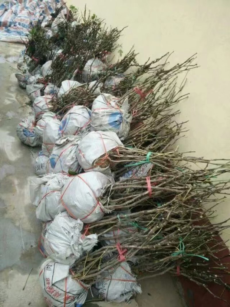 白雪塔正宗牡丹花苗盆栽地栽山东菏泽基地发货绿植庭院种植