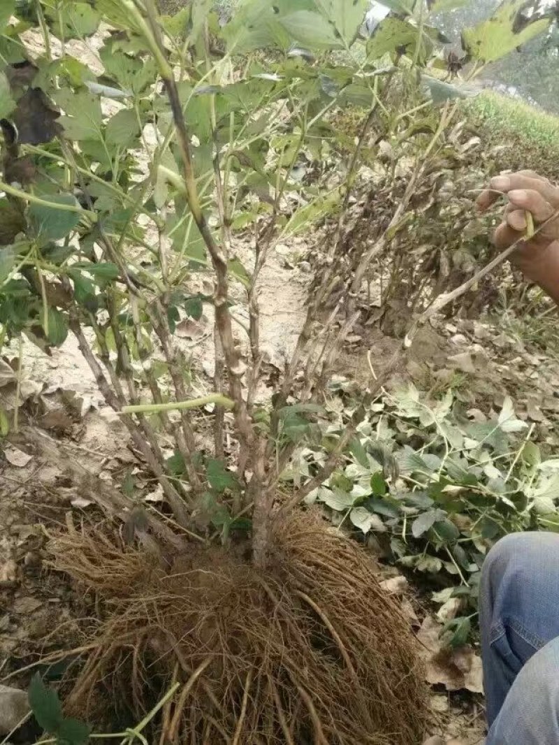 白雪塔正宗牡丹花苗盆栽地栽山东菏泽基地发货绿植庭院种植