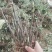 白雪塔正宗牡丹花苗盆栽地栽山东菏泽基地发货绿植庭院种植