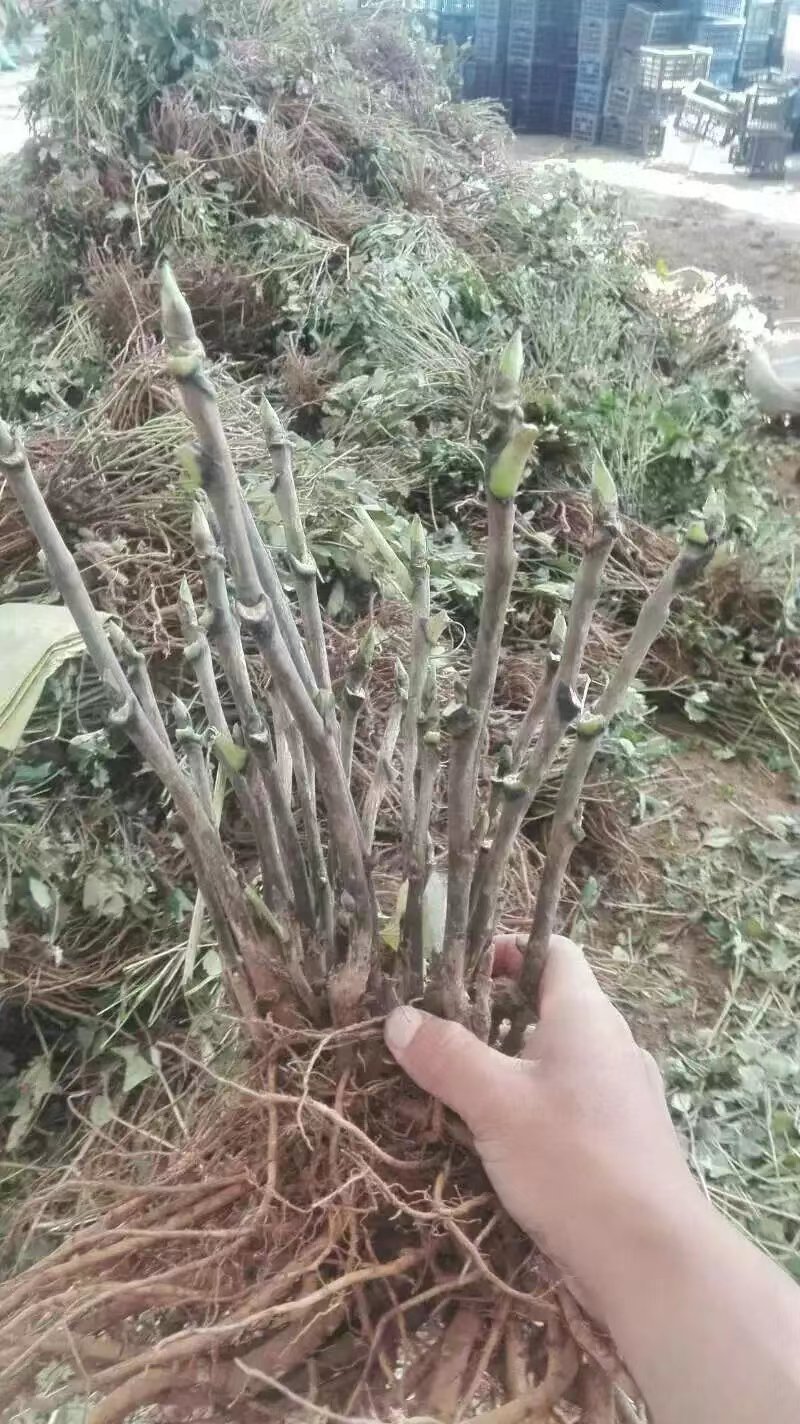 白雪塔正宗牡丹花苗盆栽地栽山东菏泽基地发货绿植庭院种植