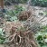 白雪塔正宗牡丹花苗盆栽地栽山东菏泽基地发货绿植庭院种植