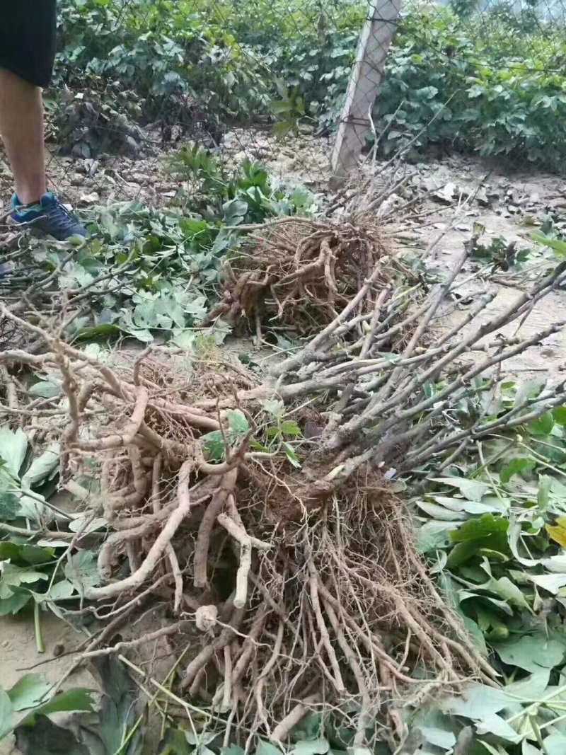 白雪塔正宗牡丹花苗盆栽地栽山东菏泽基地发货绿植庭院种植