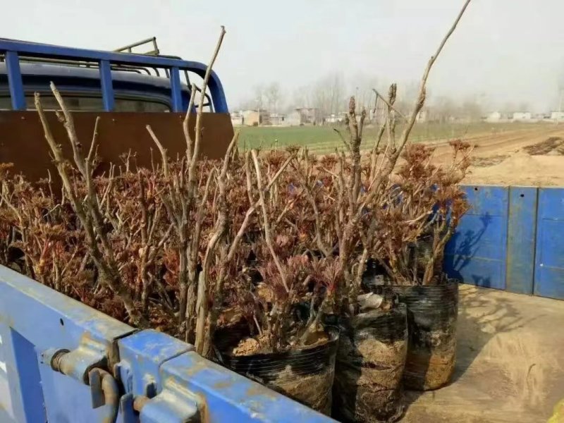 白雪塔正宗牡丹花苗盆栽地栽山东菏泽基地发货绿植庭院种植
