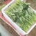 菠菜大叶菠菜内蒙古精品菠菜大量上市欢迎咨询