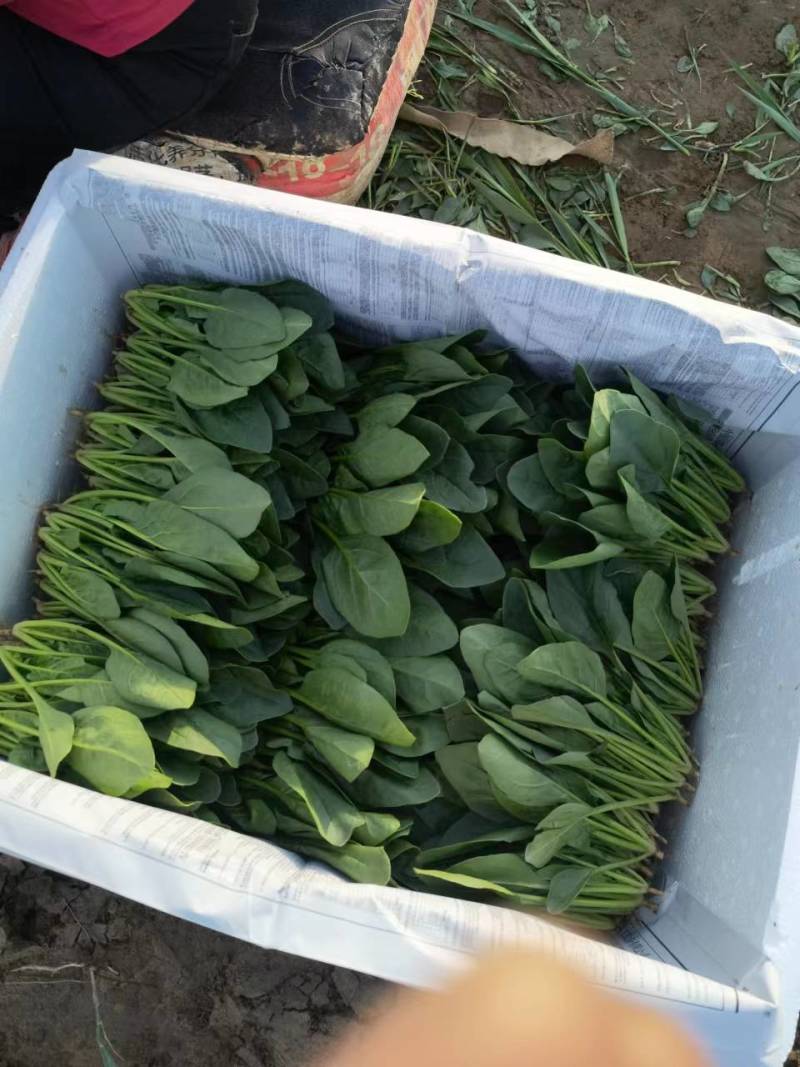 菠菜大叶菠菜内蒙古精品菠菜大量上市欢迎咨询