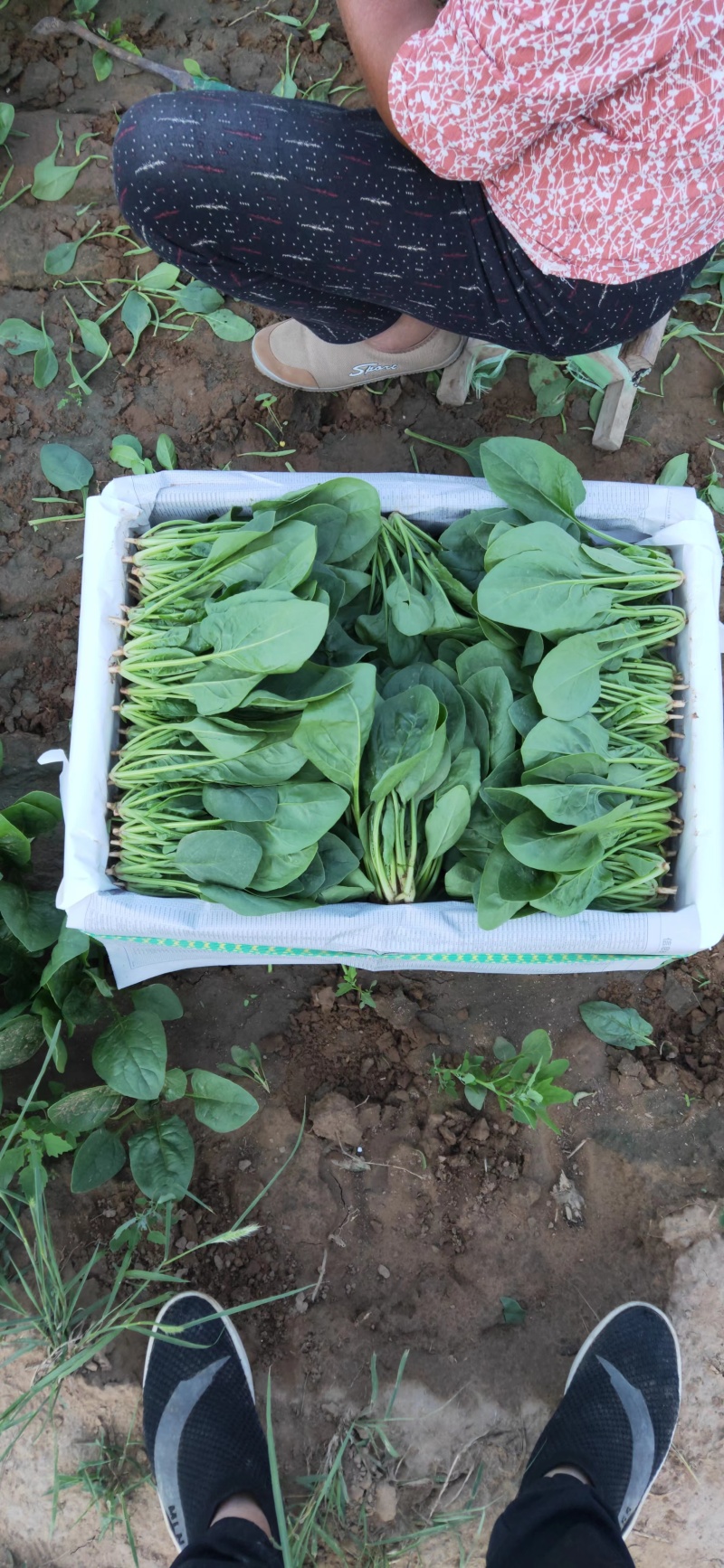 菠菜大叶菠菜内蒙古精品菠菜大量上市欢迎咨询