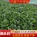 菠菜大叶菠菜内蒙古精品菠菜大量上市欢迎咨询