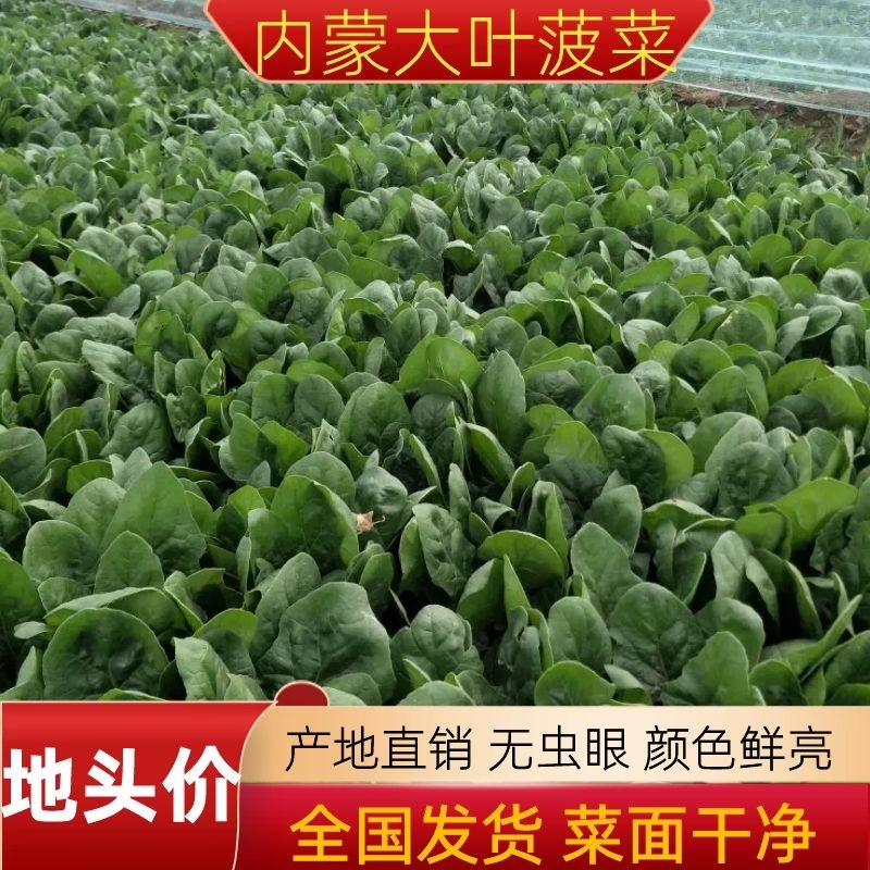菠菜大叶菠菜内蒙古精品菠菜大量上市欢迎咨询
