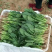 菠菜大叶菠菜内蒙古精品菠菜大量上市欢迎咨询