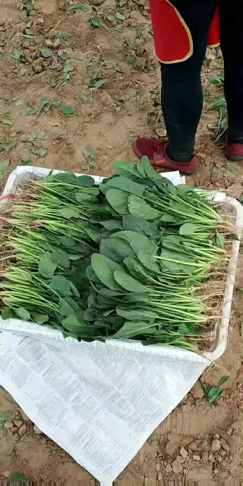 菠菜大叶菠菜内蒙古精品菠菜大量上市欢迎咨询