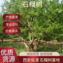 石榴树陕西西安临潼长年供应，各种规格，庭院石榴树