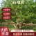 石榴树陕西西安临潼长年供应，各种规格，庭院石榴树