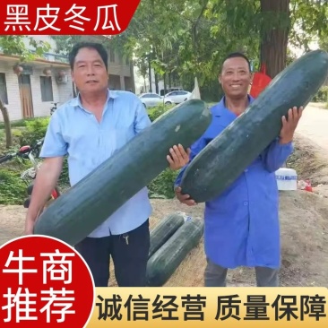 周口黑皮冬瓜郸城吊冬瓜现摘现发农户自种产地直发大吨位供货