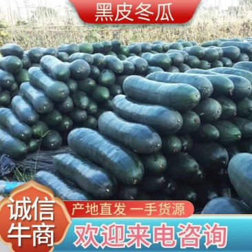 黑皮冬瓜郸城黑皮冬瓜河南黑皮冬瓜产地直供农户自种新鲜直采