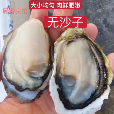 小生蚝，连云港生蚝，产地直供，质量保证，欢迎联系