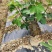防草布除草布PE果园防草布果树遮草盖草布防草布园艺地布
