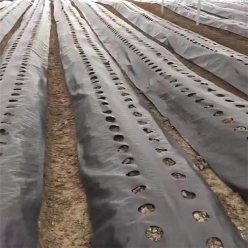 防草布除草布PE果园防草布果树遮草盖草布防草布园艺地布