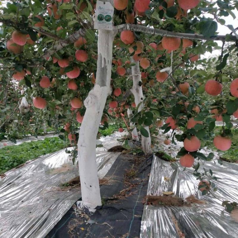 防草布除草布PE果园防草布果树遮草盖草布防草布园艺地布