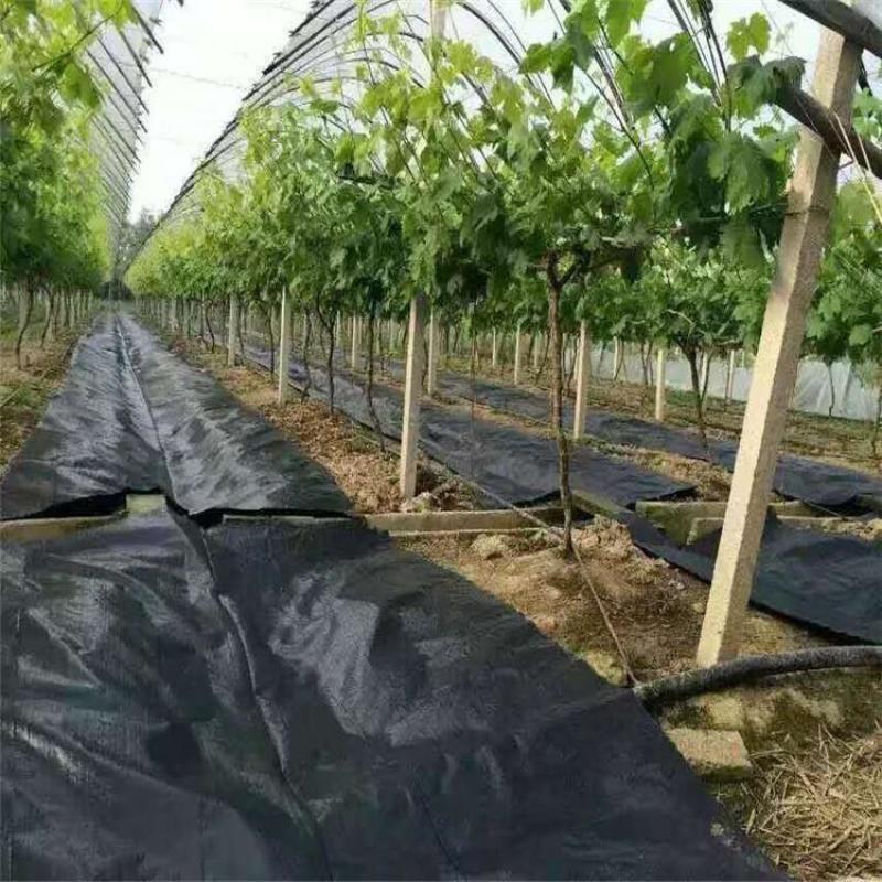 防草布除草布PE果园防草布果树遮草盖草布防草布园艺地布