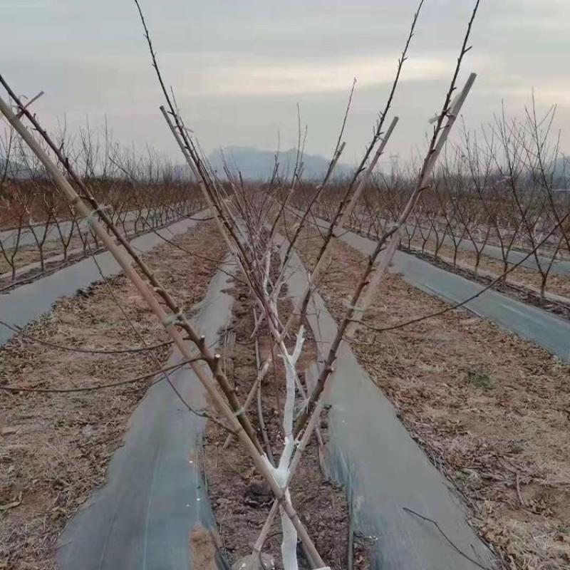 防草布透气，透水，pp，材质pe材质支持订做遮草布