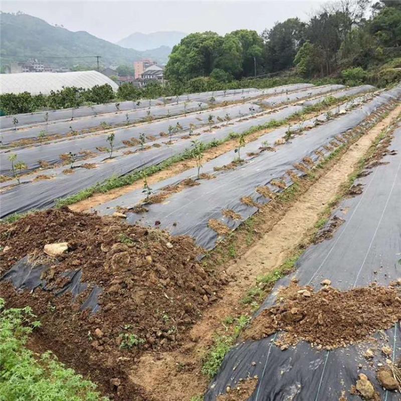 防草布透气，透水，pp，材质pe材质支持订做遮草布