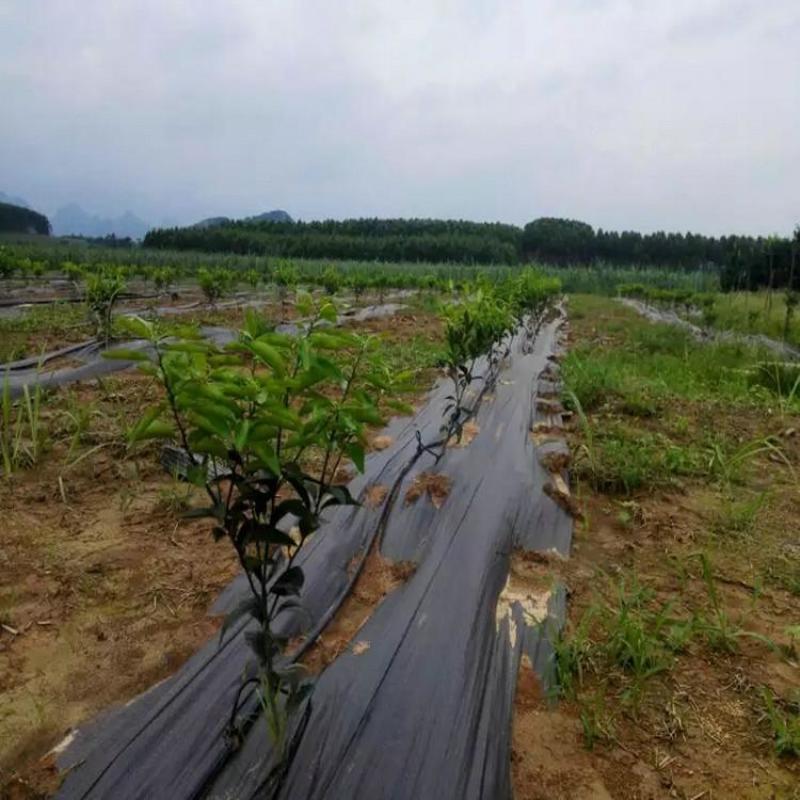 防草布除草布90克火龙果药材防草果园遮草盖草布