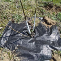 户外用防草布切片打孔加厚保湿防草布果树用地布