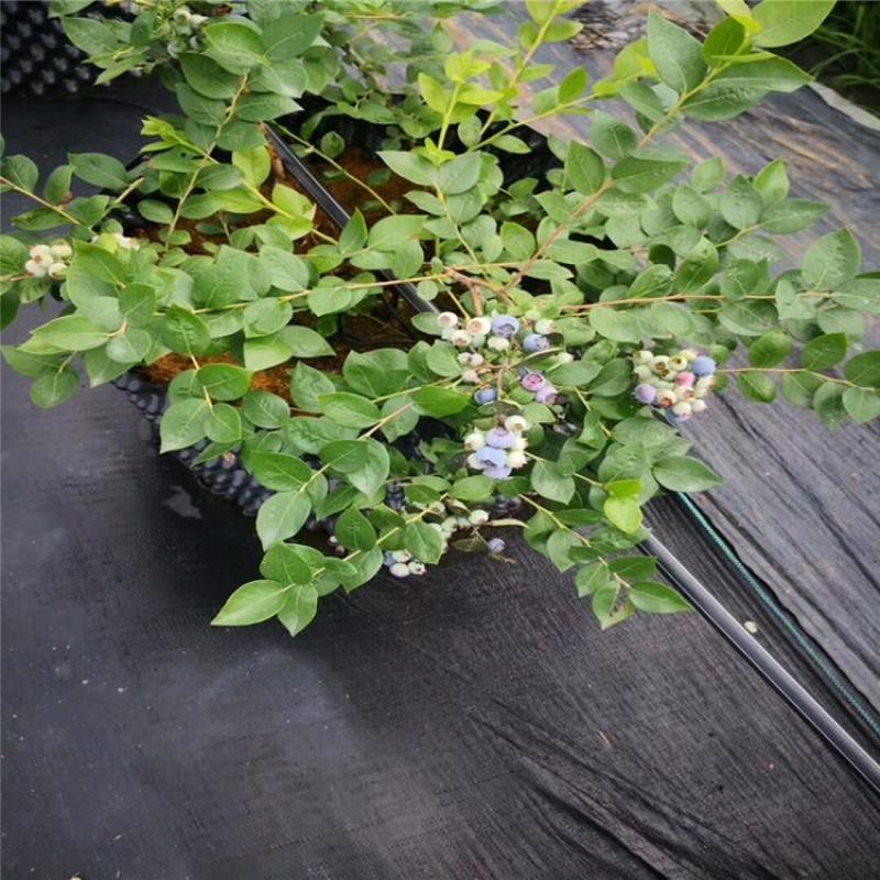 1.2防草布药材除草布价格园艺除草布厂家