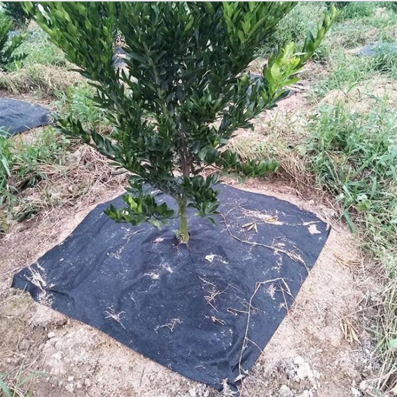防草布厂家_防草布批发_PE地布_生态袋