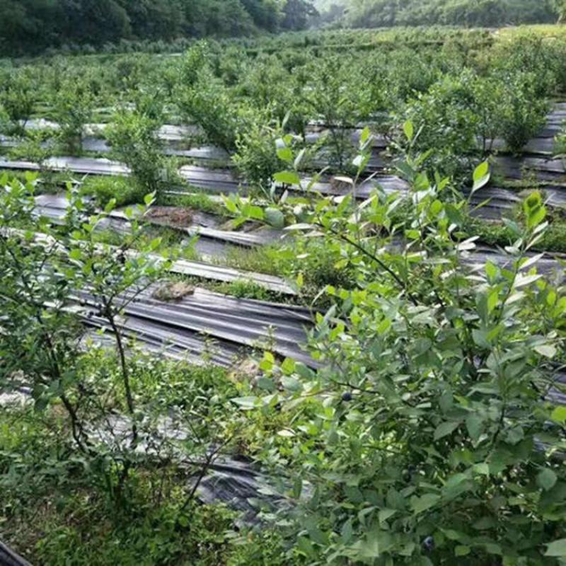 防草布-防草布价格-防草布厂家-除草布-园艺地布