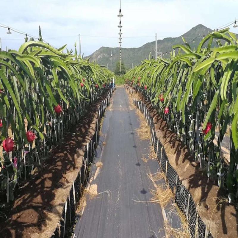 防草布-防草布价格-防草布厂家-除草布-园艺地布