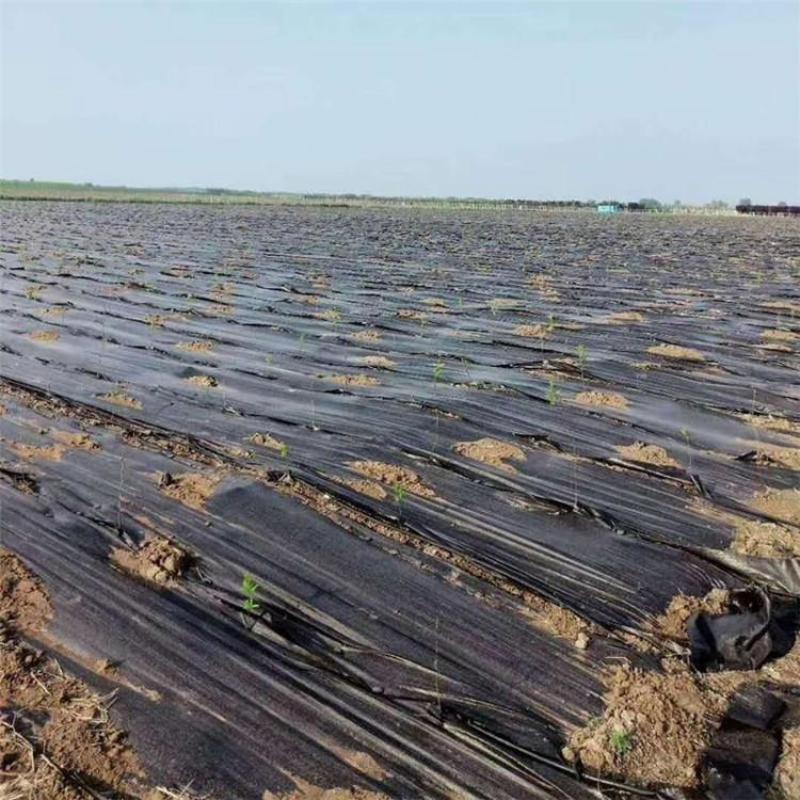 蓝莓种植园艺地布盖草布果园防草布一亩地铺设数量