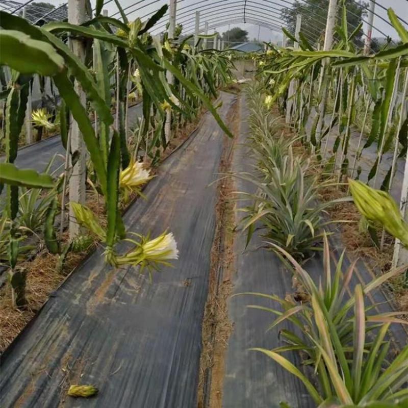 蓝莓种植园艺地布盖草布果园防草布一亩地铺设数量